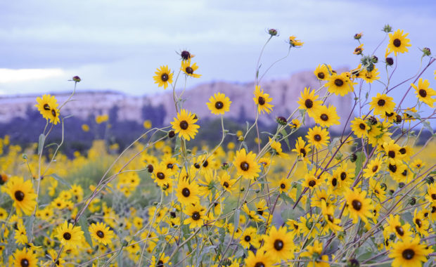 New Mexico Sunflowers