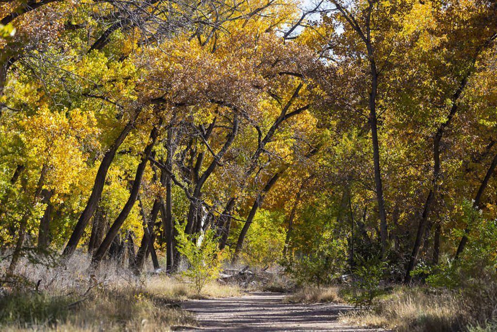 Cottonwood Forest