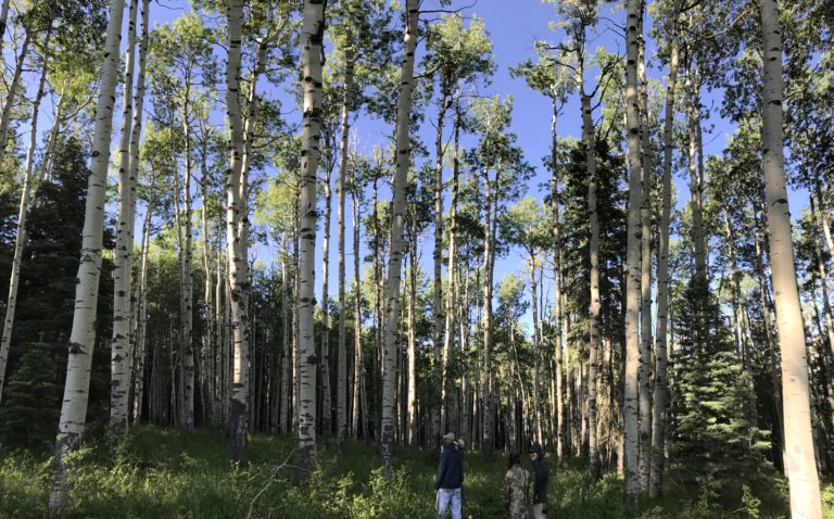250 Years of American Democracy, 50 Years of Dedicated Forest Planning