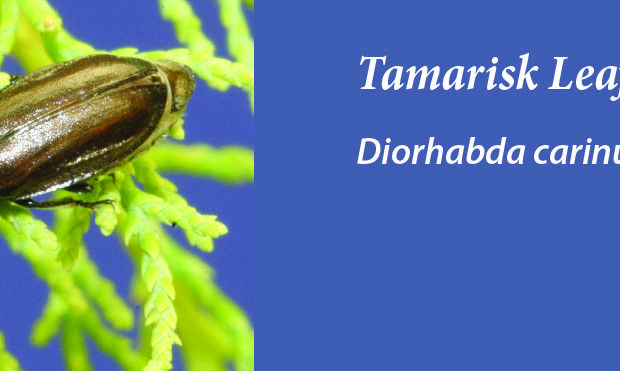 Tamarisk Leaf Beetle