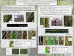Using LIDAR for Greater Rio Grande Watershed Alliance Pre-Treatment Vegetation Monitoring