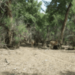 Coronado SWCD and Pueblo of Sandia