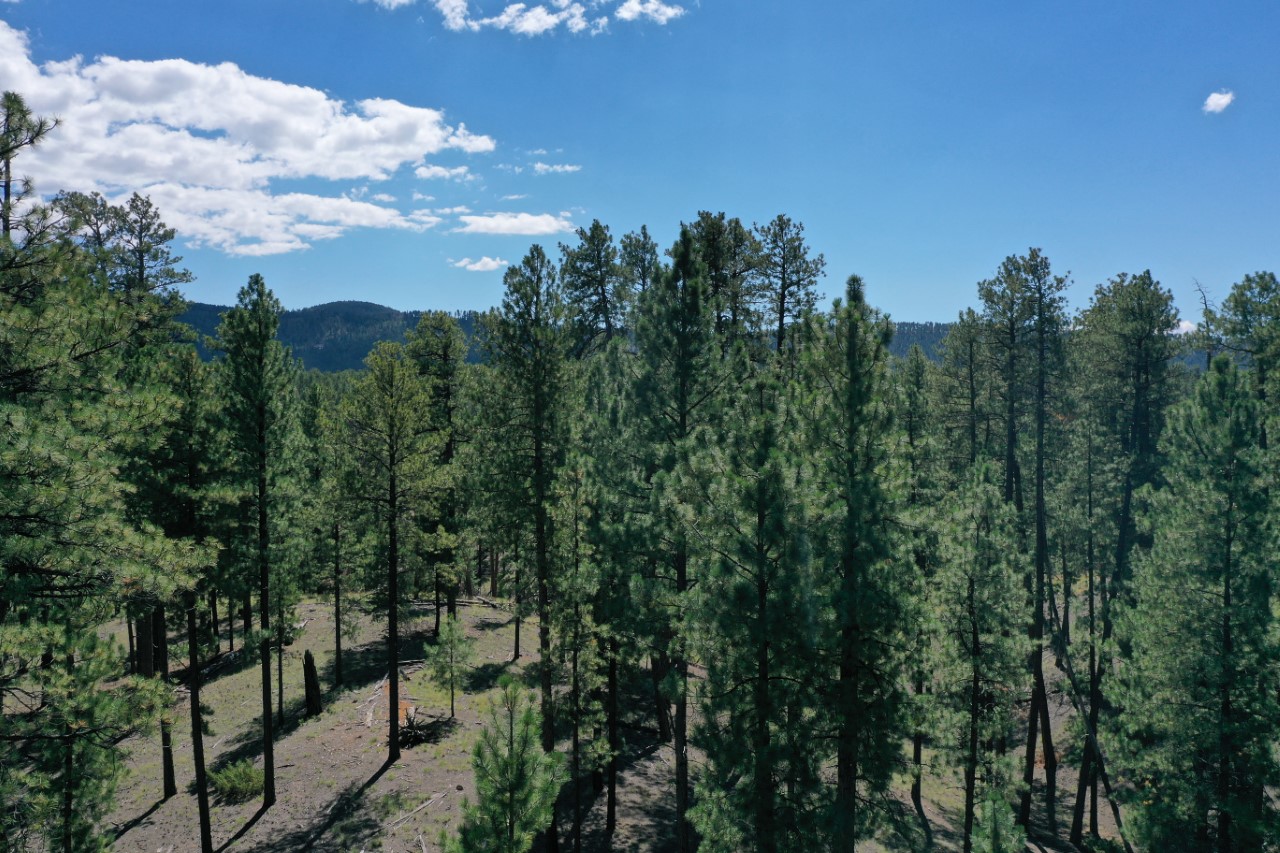 Experimental Monitoring Project - New Mexico Forest and Watershed ...