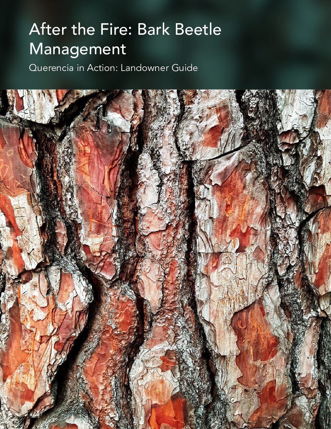 Bark Beetle Management