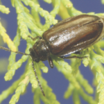 Tamarisk Leaf Beetle