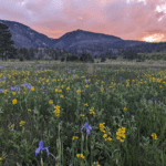 Upland Ecological Monitoring