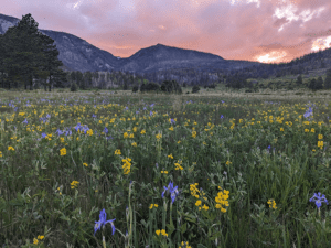 Upland Monitoring Protocols and Forms
