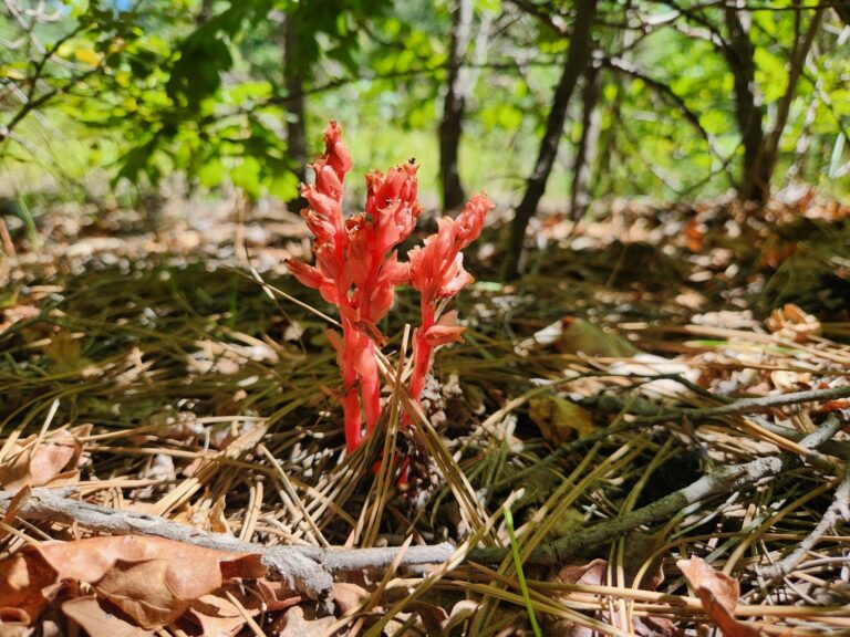 Fungi, Fungus Eaters and Forests 