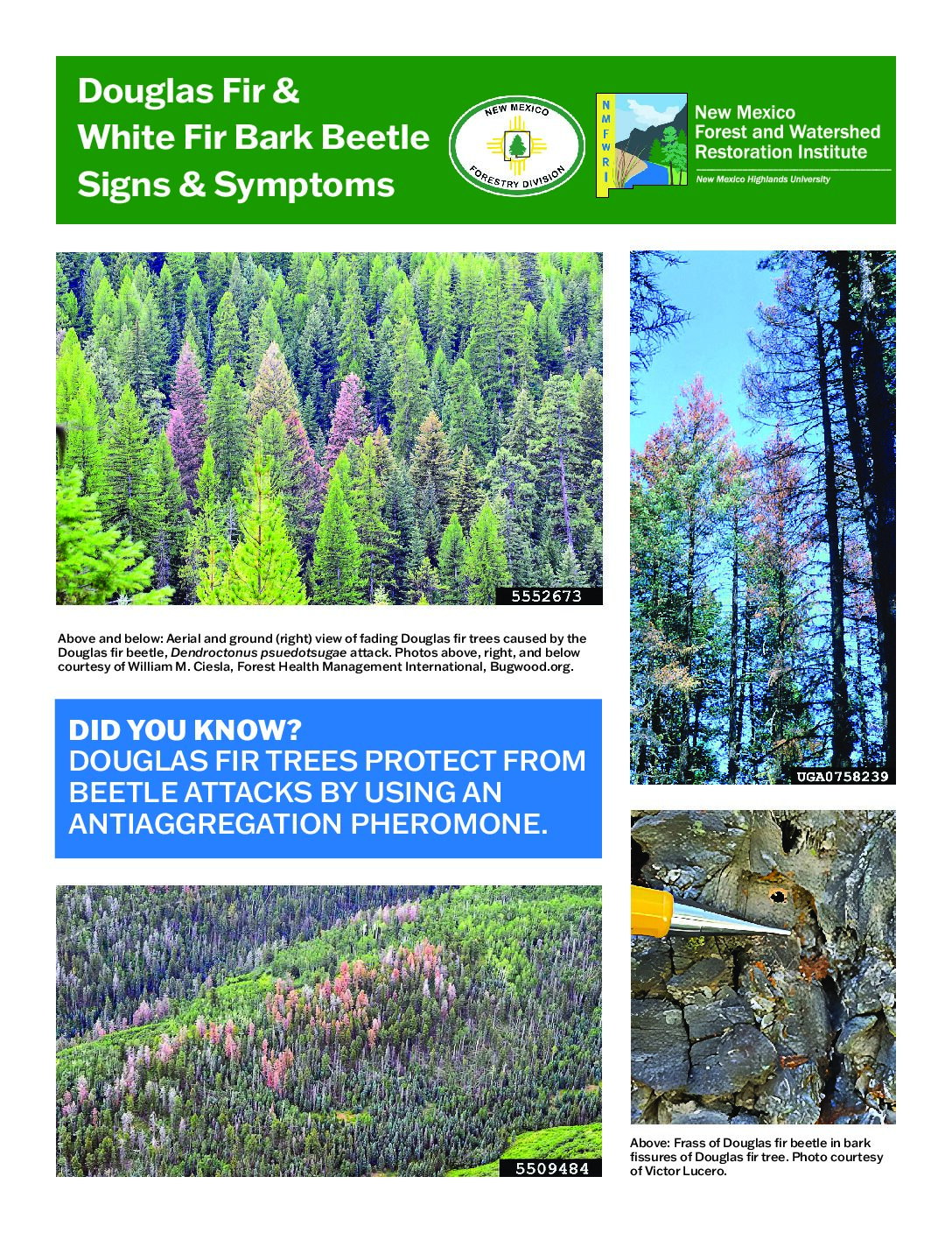Douglas Fir and White Fir Bark Beetle Signs & Symptoms, FIRE NM Landowner Technical Guide, 2026