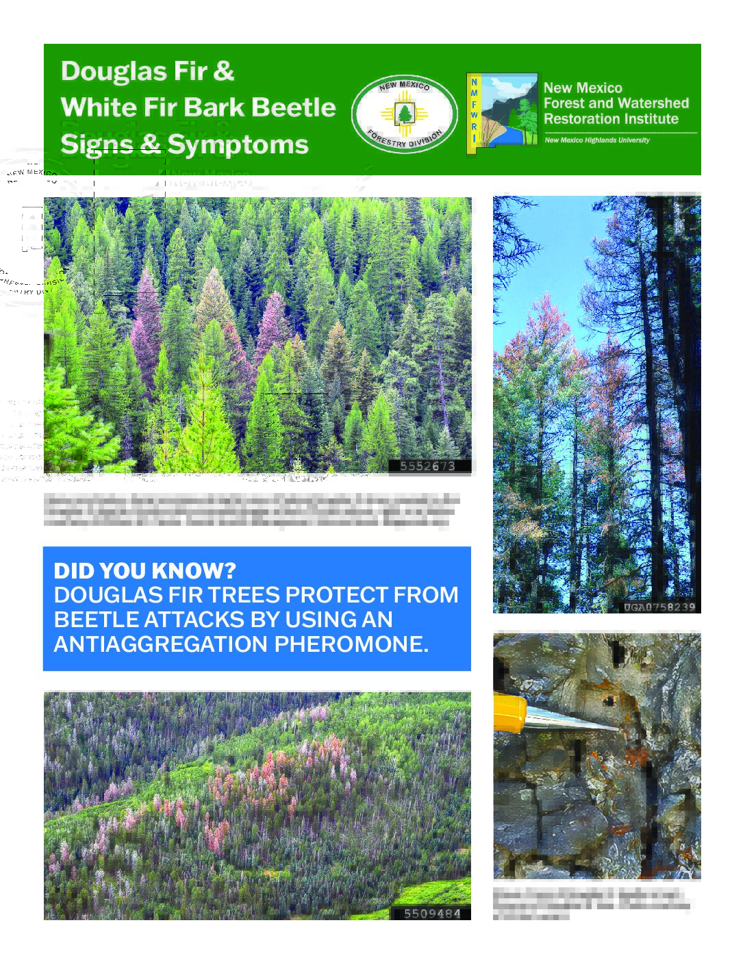 Douglas Fir and White Fir Bark Beetle Signs & Symptoms, FIRE NM Landowner Technical Guide, 2026