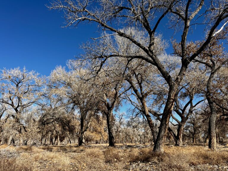 Ecological Monitoring and GRGWA: An Update For 2026 