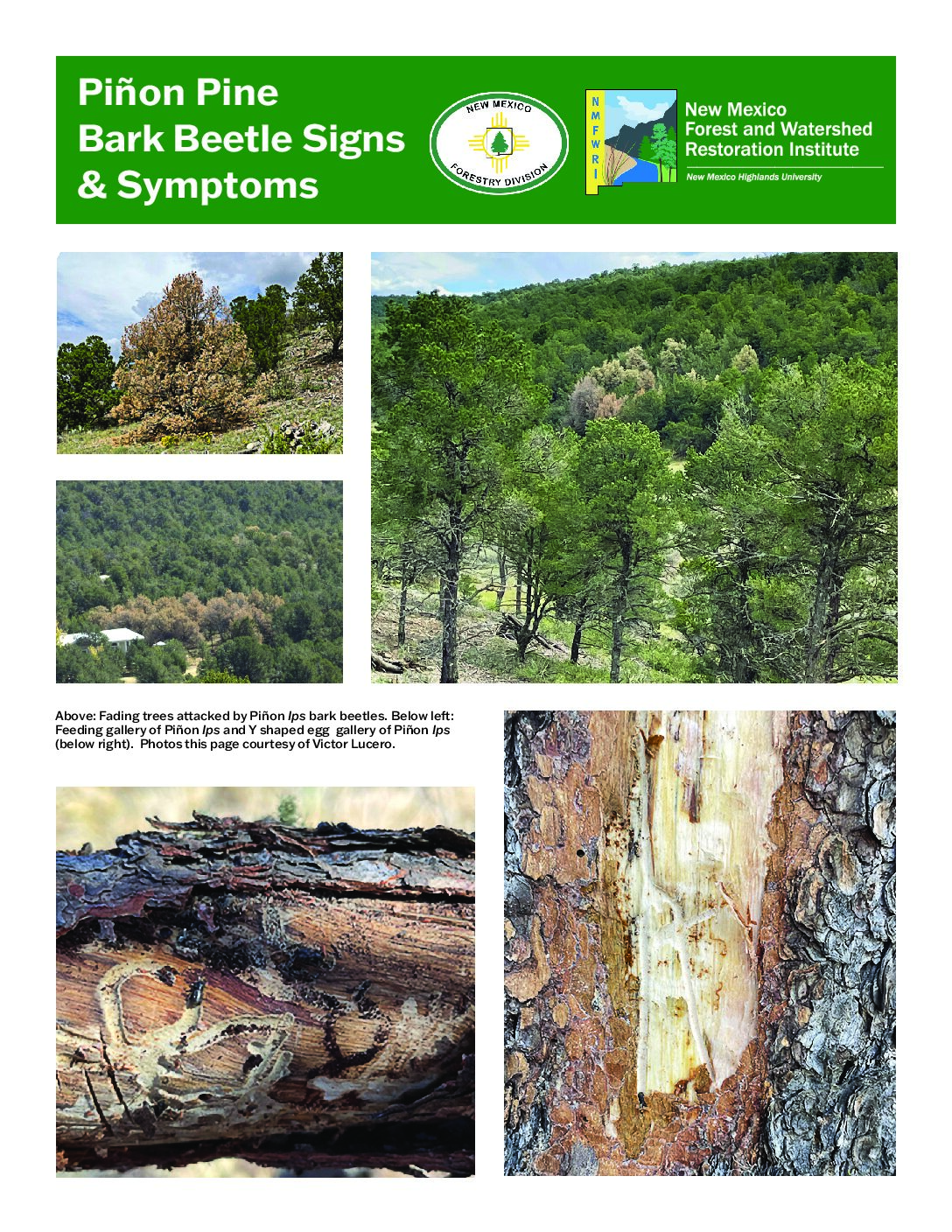 Piñon Bark Beetle Signs & Symptoms, FIRE NM Landowner Technical Guide, 2026