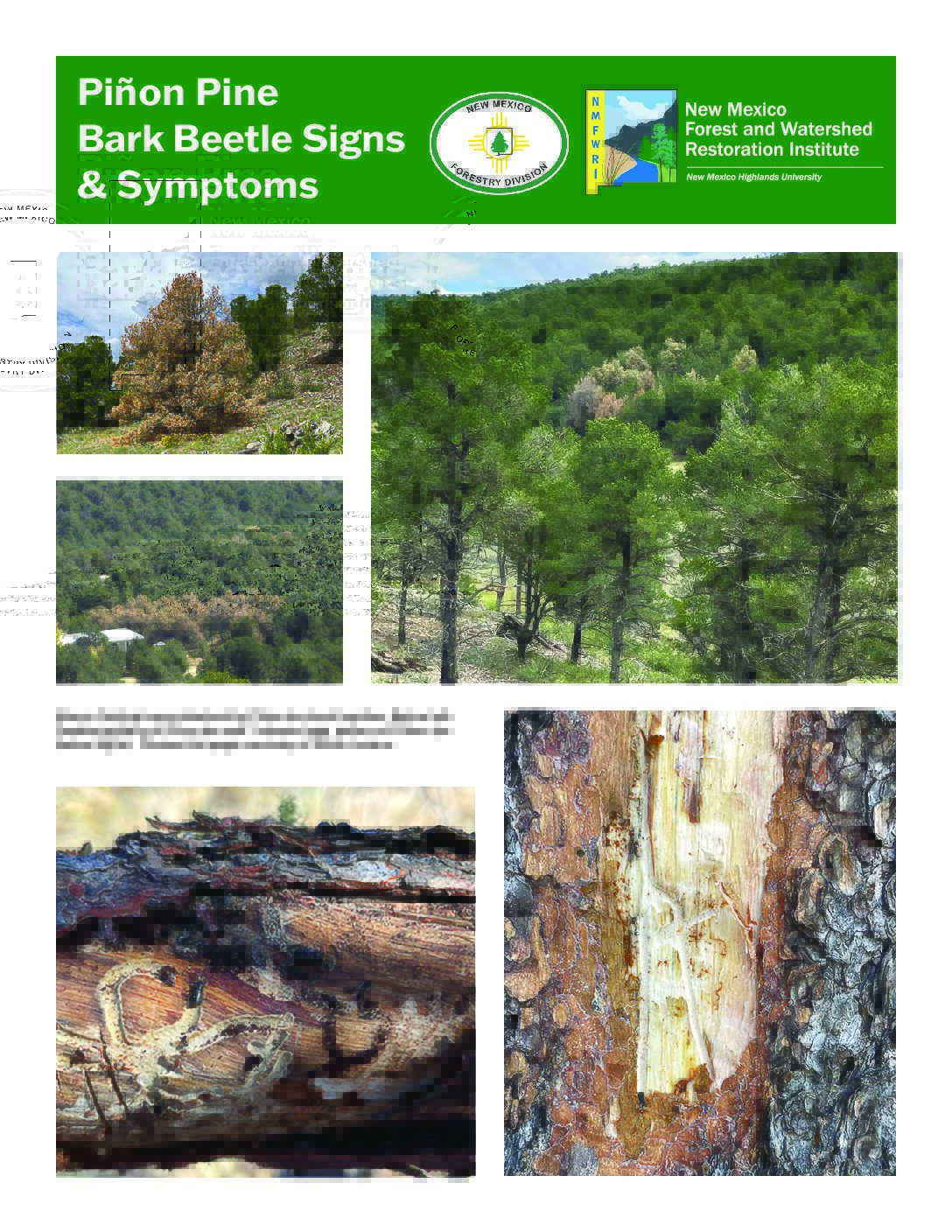 Piñon Bark Beetle Signs & Symptoms, FIRE NM Landowner Technical Guide, 2026