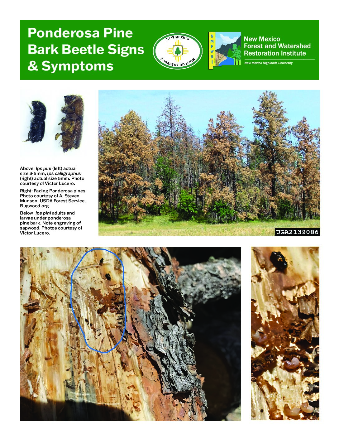 Ponderosa Pine Bark Beetle Signs & Symptoms, FIRE NM Landowner Technical Guide, 2026