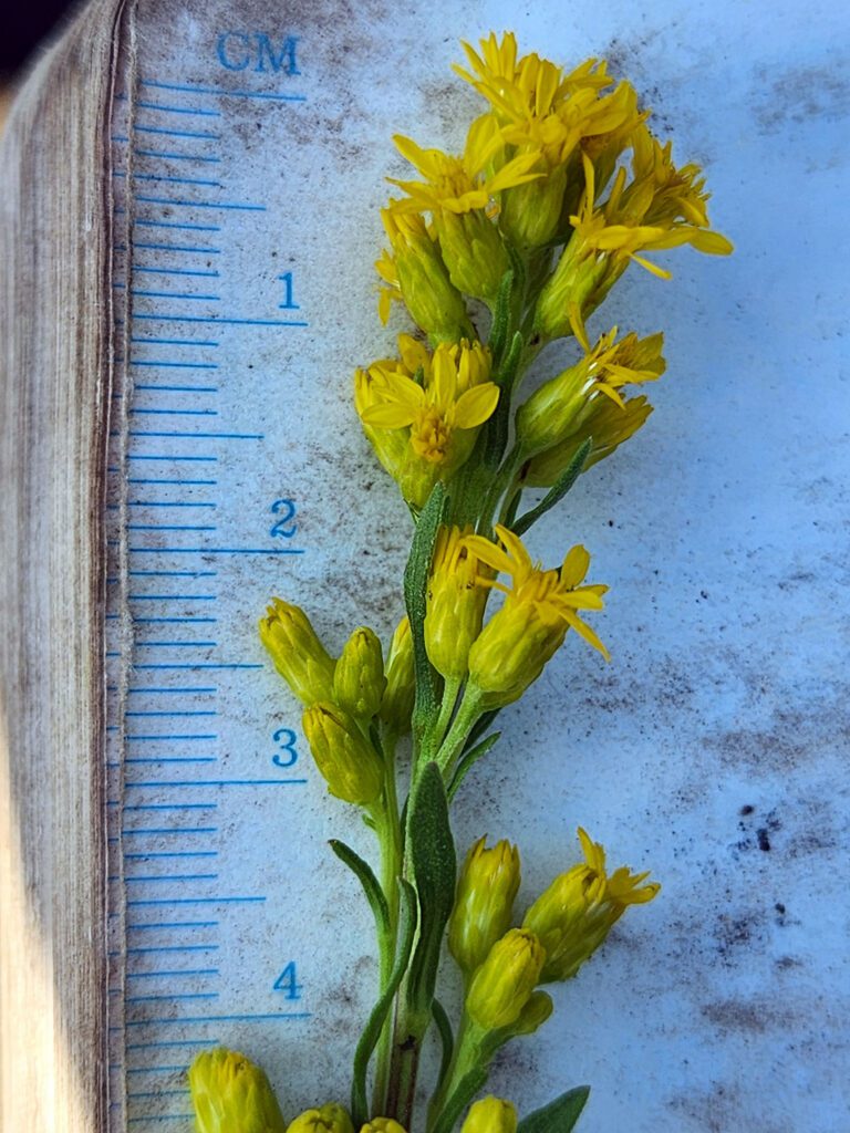 Understory Vegetation Inventory: 3 Years After the Hermit’s Peak-Calf Canyon Fire