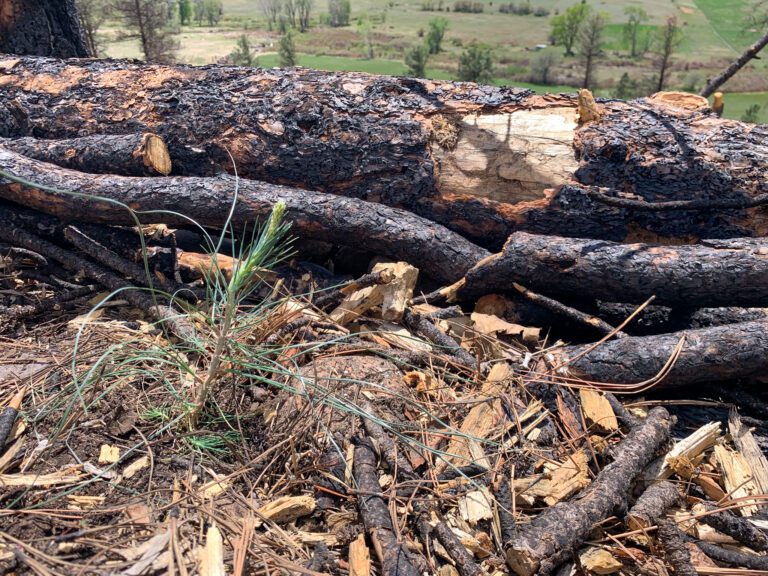 Reforestation: A Crucial Link in Forest Restoration
