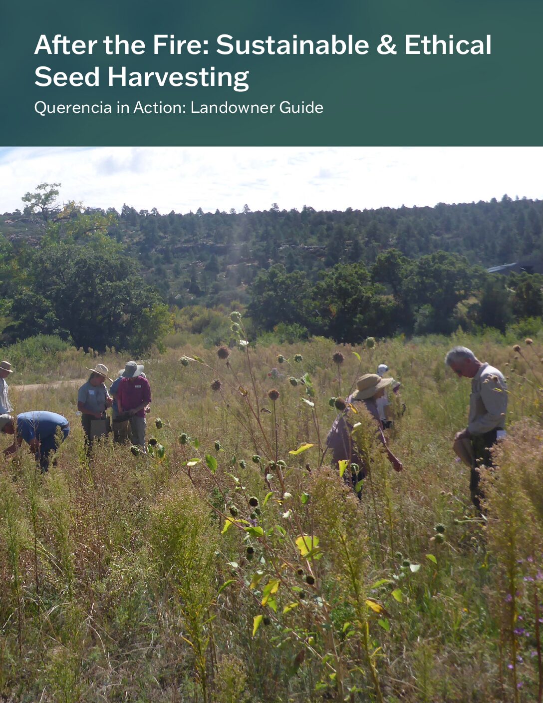 Seed Harvesting, July 2026