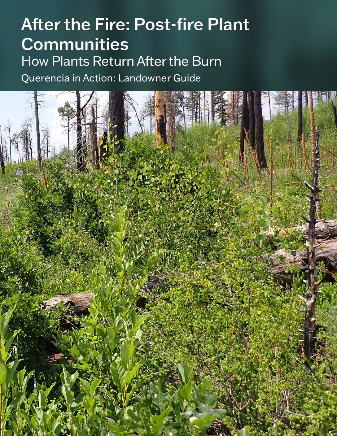 After the Fire: Post-Fire Plant Communities