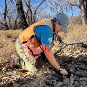 Emily Yannayon, NMFWRI Ecological Monitoring Specialist, collects data within a bosque plot. Photo by Jax Gaglianese-Woody/NMFWRI